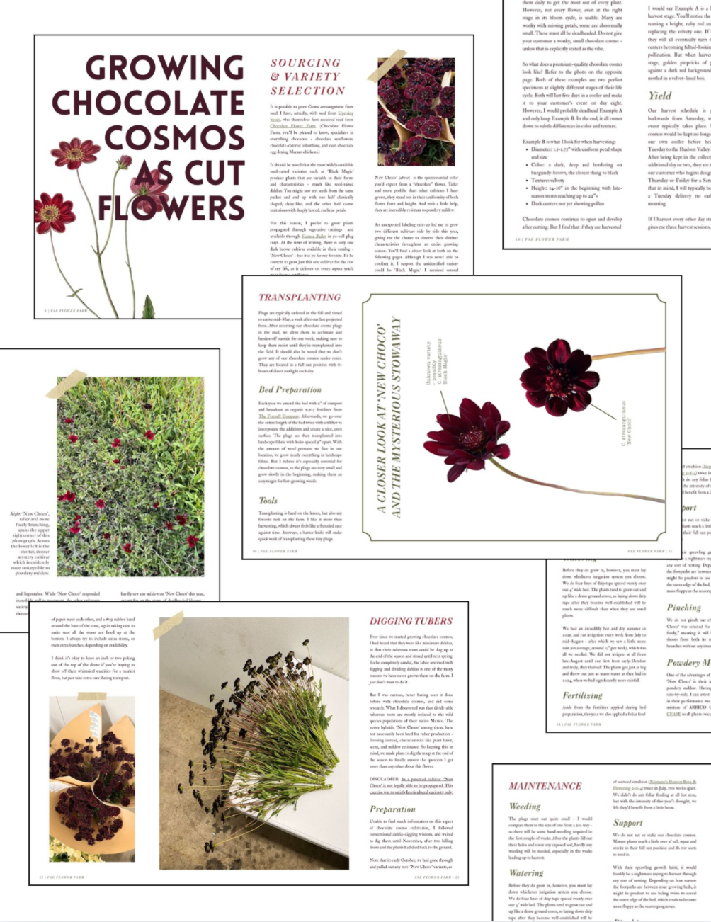 WINTER '25 | The Chocolate Cosmo Issue